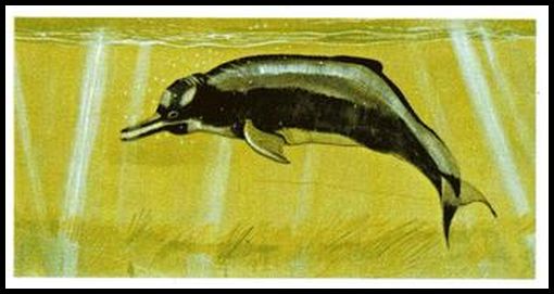 14 Indus Dolphin